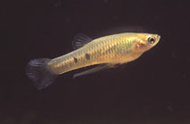 Image of Phalloceros caudimaculatus (Dusky millions fish)