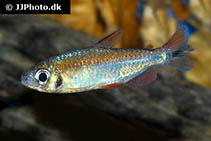 Image of Phenacogrammus deheyni 
