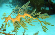 Image of Phycodurus eques (Leafy seadragon)