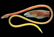 Image of Phaenomonas pinnata (Elastic eel)