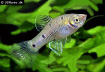 Image of Phallichthys quadripunctatus (Fourspotted toothcarp)