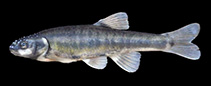 Image of Phoxinus strandjae (Bulgarian minnow)