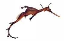 Image of Phyllopteryx taeniolatus (Common seadragon)