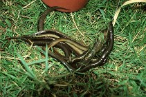 Image of Pisodonophis boro (Rice-paddy eel)