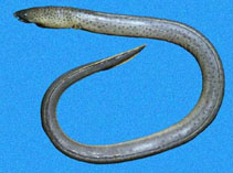 Image of Pisodonophis daspilotus (Blunt-toothed snake eel)