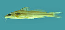 Image of Pimelodella elongata 
