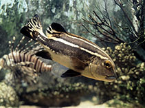 Image of Plectorhinchus albovittatus (Two-striped sweetlips)