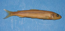 Image of Plecoglossus altivelis (Ayu sweetfish)
