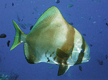 Image of Platax batavianus (Humpback batfish)