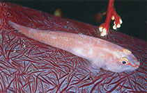 Image of Pleurosicya boldinghi (Soft-coral goby)