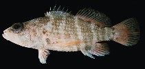 Image of Plectranthias cirrhitoides 