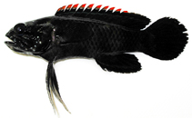 Image of Plesiops coeruleolineatus (Crimsontip longfin)