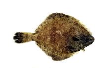Image of Pleuronichthys cornutus (Ridged-eye flounder)