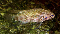 Image of Plesiops corallicola (Bluegill longfin)