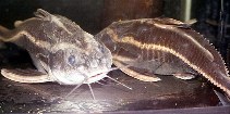 Image of Platydoras costatus (Raphael catfish)