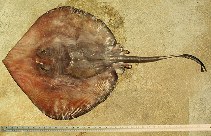 Image of Plesiobatis daviesi (Deep-water stingray)