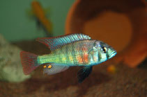 Image of Haplochromis degeni 