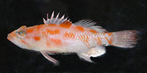 Image of Plectranthias elongatus 