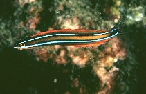 Image of Plagiotremus ewaensis (Ewa blenny)