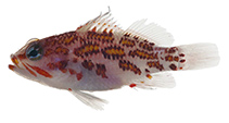 Image of Plectranthias flammeus (Flame perchlet)