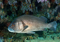 Image of Plectorhinchus gibbosus (Harry hotlips)