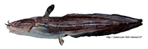Image of Plotosus japonicus 