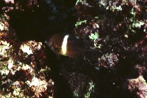 Image of Plectroglyphidodon leucozonus (Singlebar devil)