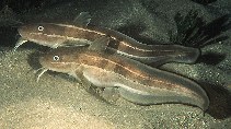 Image of Plotosus lineatus (Striped eel catfish)