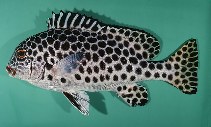 Image of Plectorhinchus macrospilus (Largespot sweetlips)