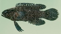 Image of Plesiops multisquamata (Spotted longfin)