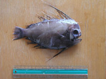 Image of Platyberyx mauli 