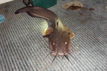 Image of Plotosus papuensis (Papuan eel-catfish)