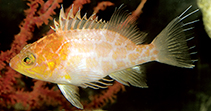 Image of Plectranthias sagamiensis 