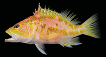 Image of Plectranthias sheni 