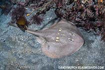 Image of Platyrhina tangi (Yellow-spotted fanray)