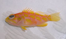 Image of Plectranthias xanthomaculatus 