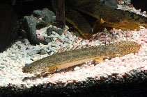 Image of Polypterus ansorgii (Guinean bichir)