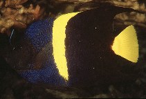 Image of Pomacanthus asfur (Arabian angelfish)