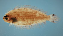 Image of Poecilopsetta beanii (Deepwater dab)