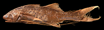 Image of Polynemus bidentatus 