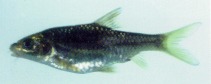 Image of Poropuntius bolovenensis 