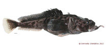 Image of Pogonophryne brevibarbata (Shortbeard plunderfish)
