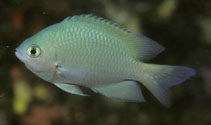 Image of Pomacentrus callainus (Blue-green damselfish)