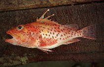 Image of Pontinus clemensi (Mottled scorpionfish)