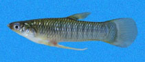 Image of Poeciliopsis elongata (Elongate toothcarp)