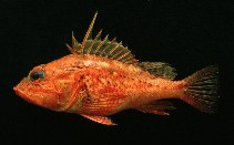 Image of Pontinus furcirhinus 