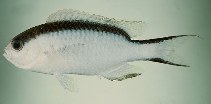 Image of Pomachromis fuscidorsalis (Tahitian reef-damsel)