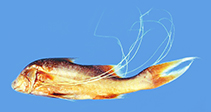 Image of Polynemus hornadayi (Hornaday’s paradise fish)