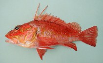 Image of Pontinus kuhlii (Offshore rockfish)