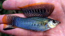 Image of Poecilia kykesis (Usumacinta molly)